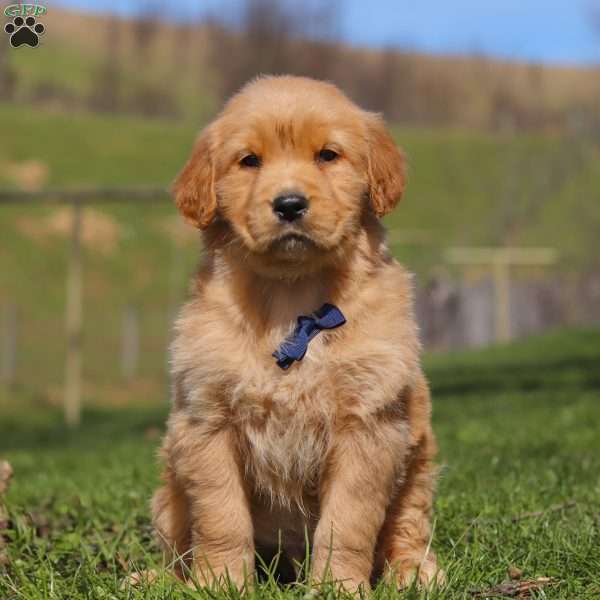 Ryder, Golden Retriever Puppy